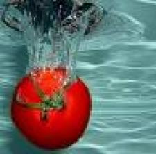 تصویر سی دی آموزشی پرورش گوجه فرنگی	